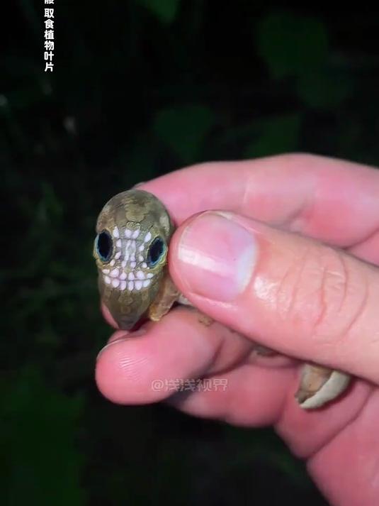 你都认识哪种虫