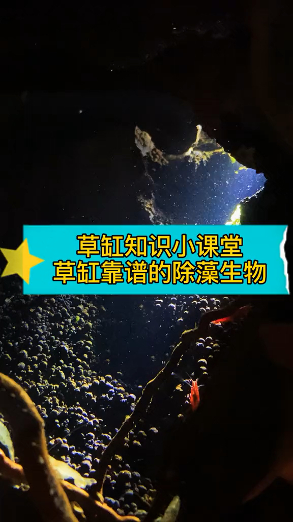 草缸除藻生物