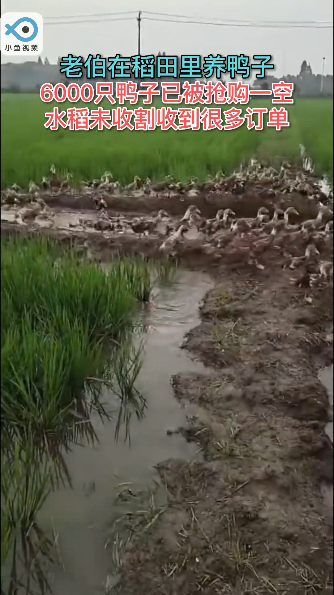 苏州老伯在稻田里养鸭,鸭子吃草吃虫,水稻少用药少施肥(小鱼视频)