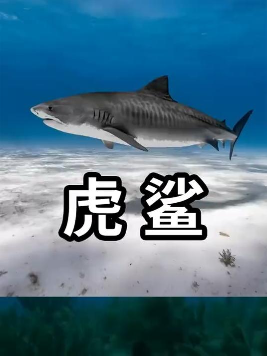 最凶猛都鲨鱼！ #知识科普 #动物世界 #海洋生物 #大自然