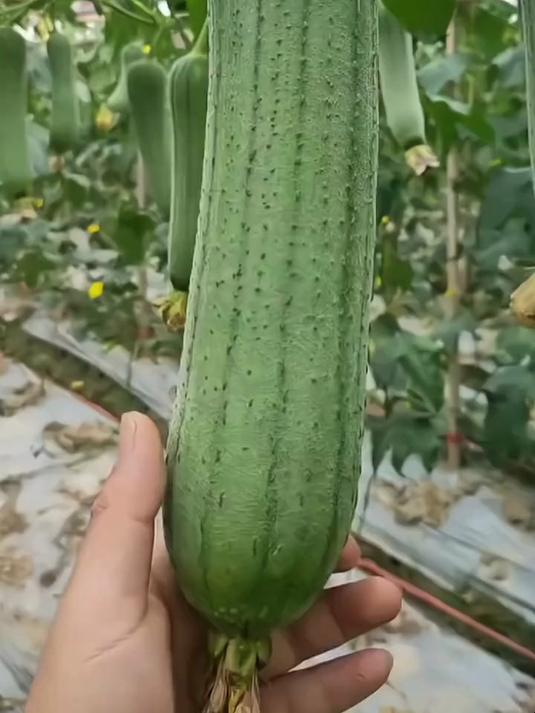 早熟速生的肉丝瓜种子,口感爽滑,厨房佳肴轻松种出来
