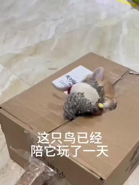 GiGwi贵为猫咪解闷自嗨炫律 -_ 小鸟发声仿真毛绒玩具