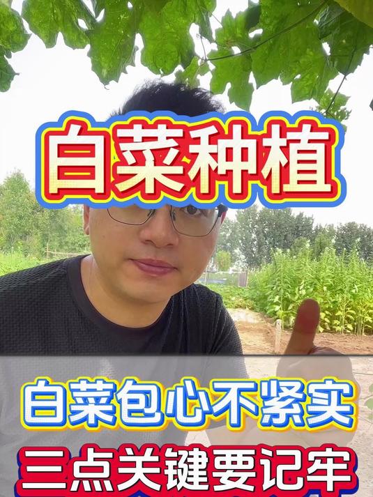 白菜包心不紧实，三点关键要牢记！