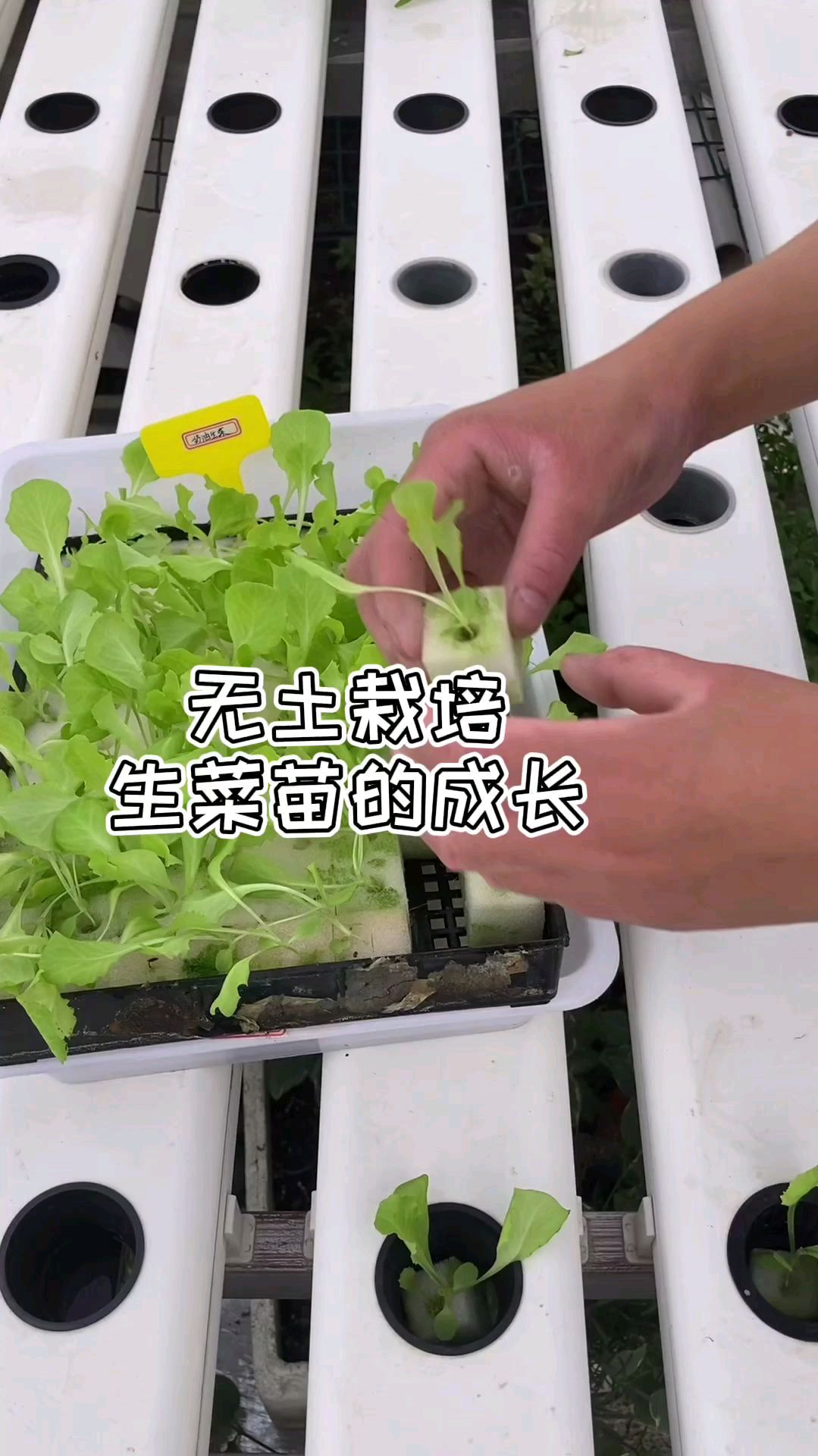 无土栽培生菜苗的成长