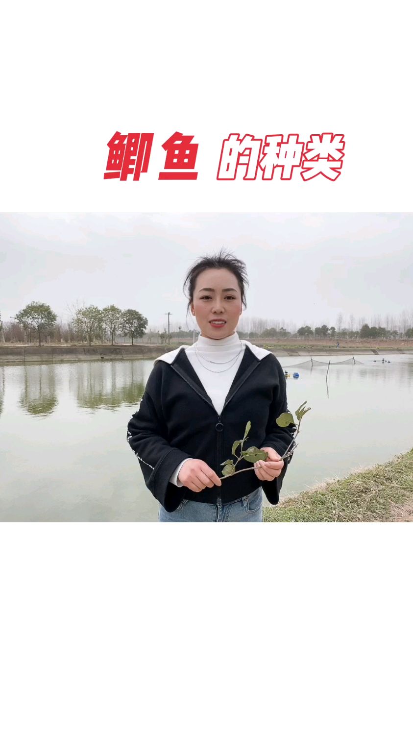 鲫鱼的种类多你养哪一种