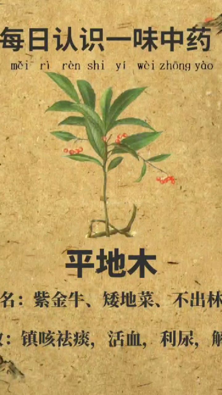 每日认识一味中药【平地木】