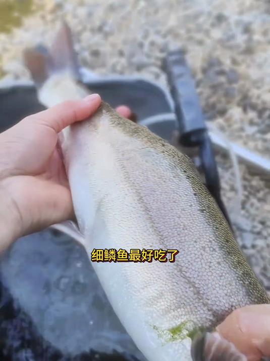 细麟鱼,最好吃,可以说相当哇塞
