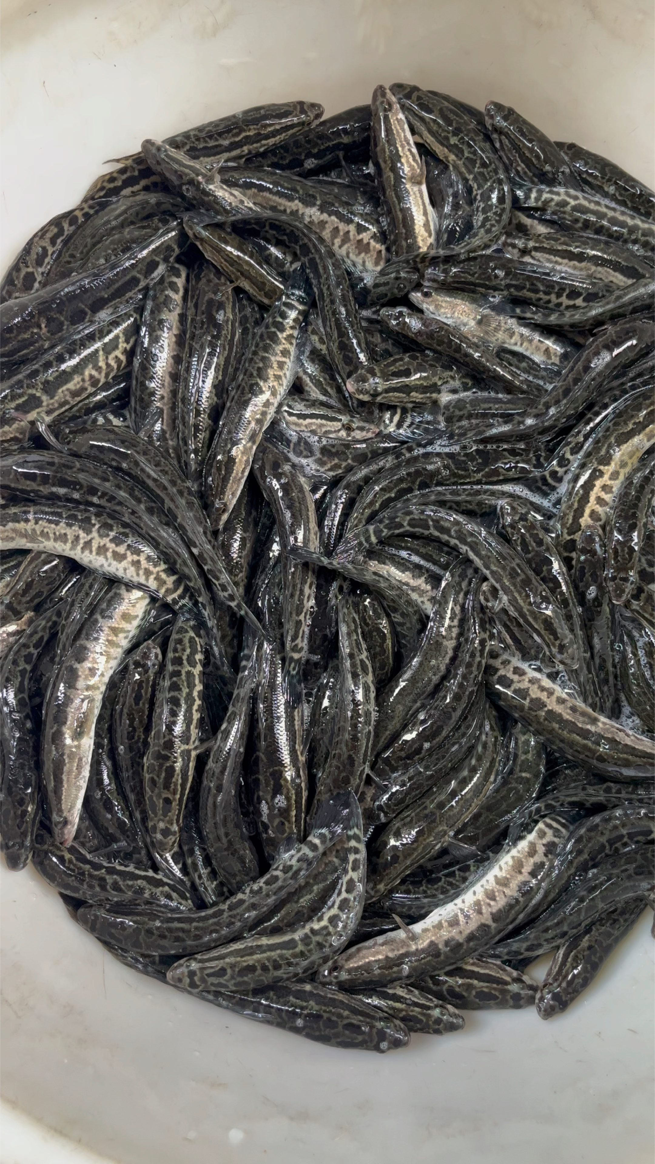 黑鱼、山东正交花鱼苗8-10公分、12-15公分