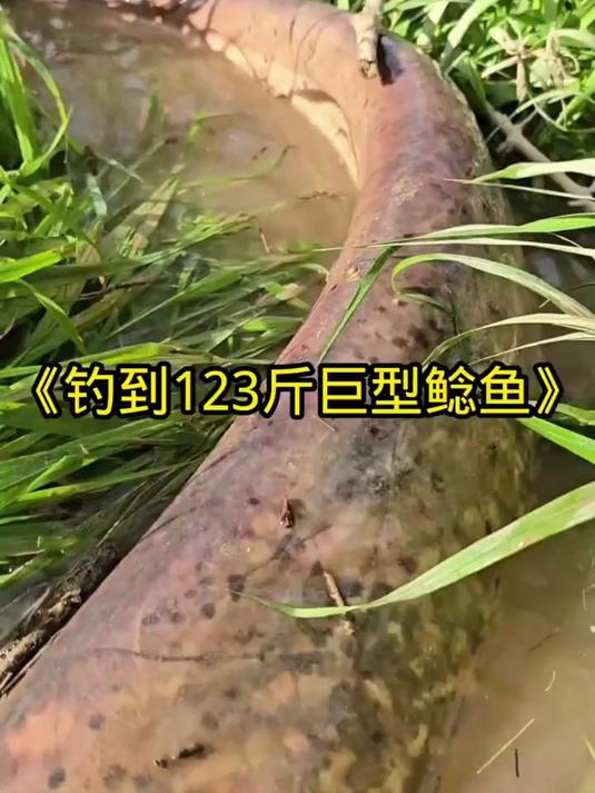 大叔钓到132斤的巨型鱼,从鲶鱼的尾巴就能看出,一定是个狠角色