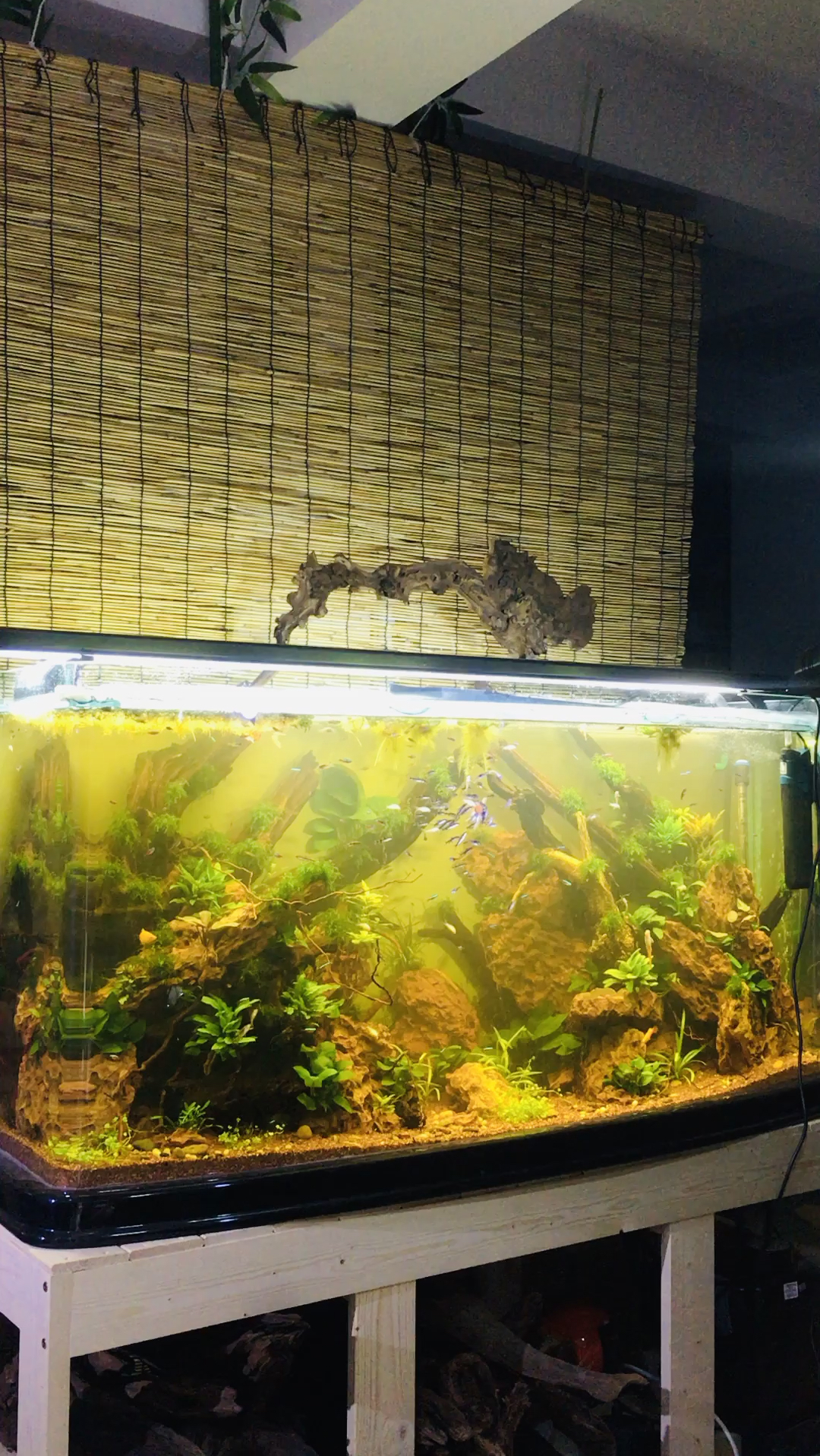 鼠鱼是非常好的工具鱼,观赏价值也高,不用担心水质,寿命长,工作效率高