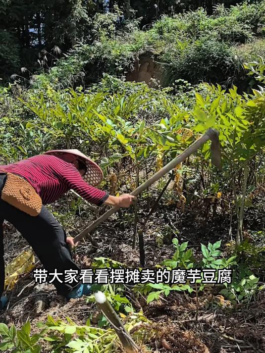 劲道魔芋豆腐,低卡饱腹无负担,火锅凉拌必备食材