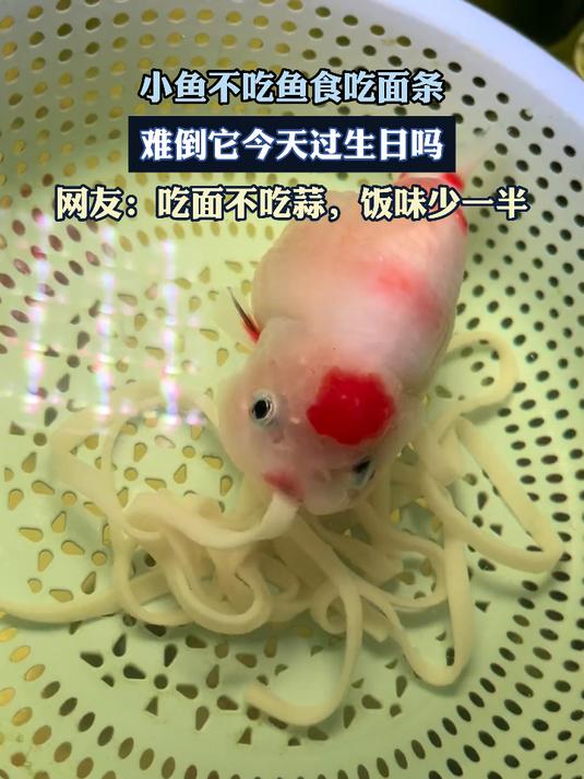 小鱼不吃鱼食吃面条,难倒它今天过生日吗