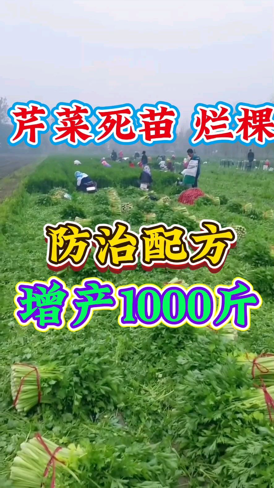芹菜种植死颗烂苗严重怎么办？芹菜防死棵增产小妙招！