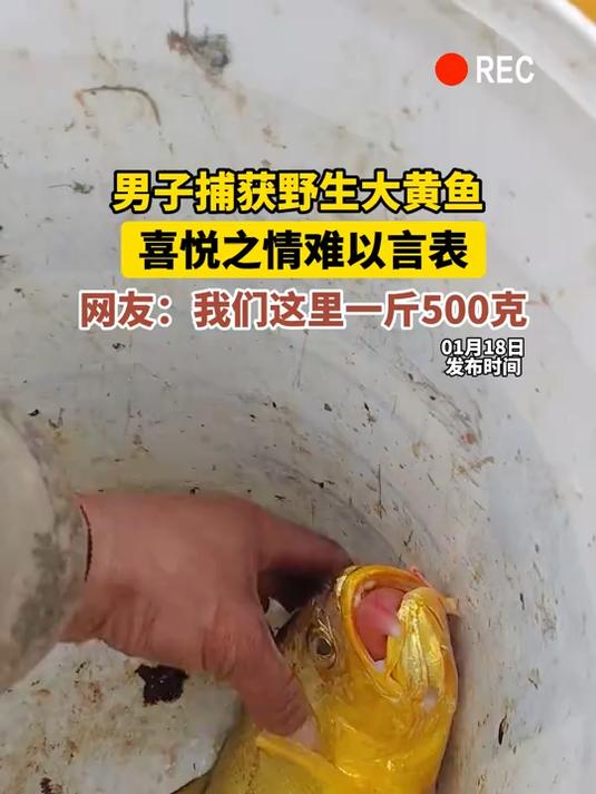 男子捕获野生大黄鱼,喜悦之情难以言表,网友:我们这里一斤500克
