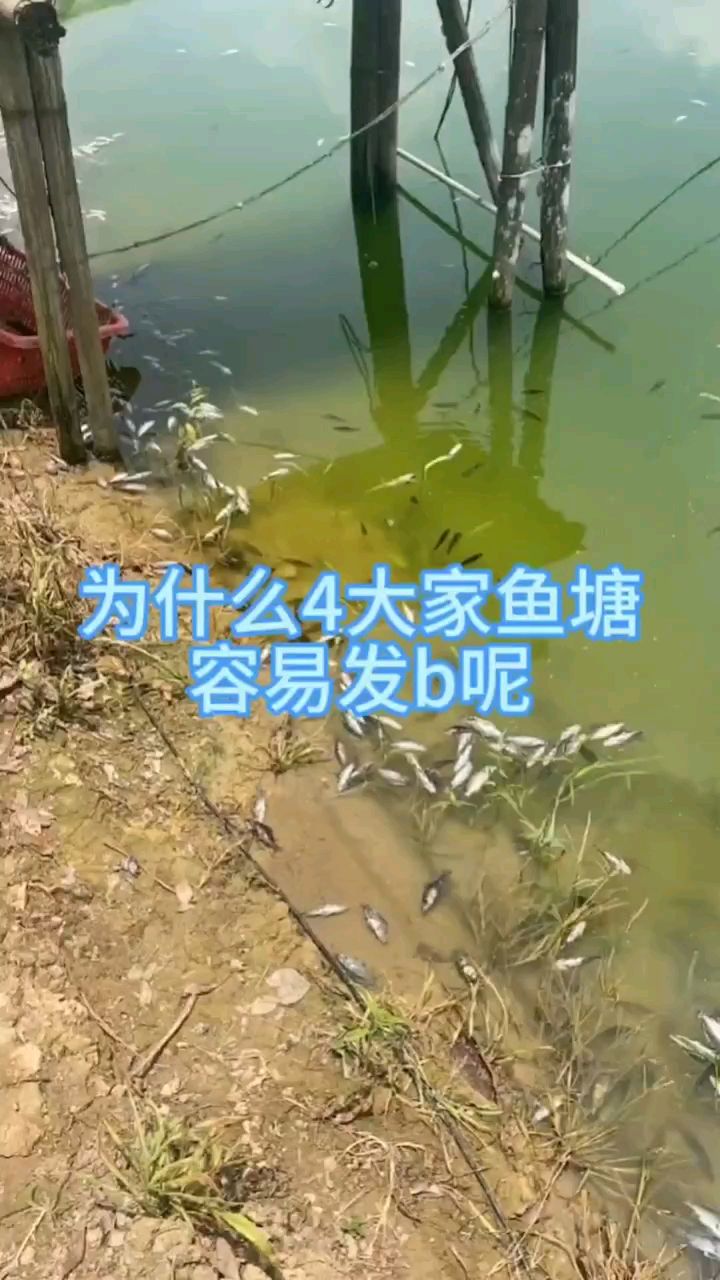 为什么四大家鱼容易发病