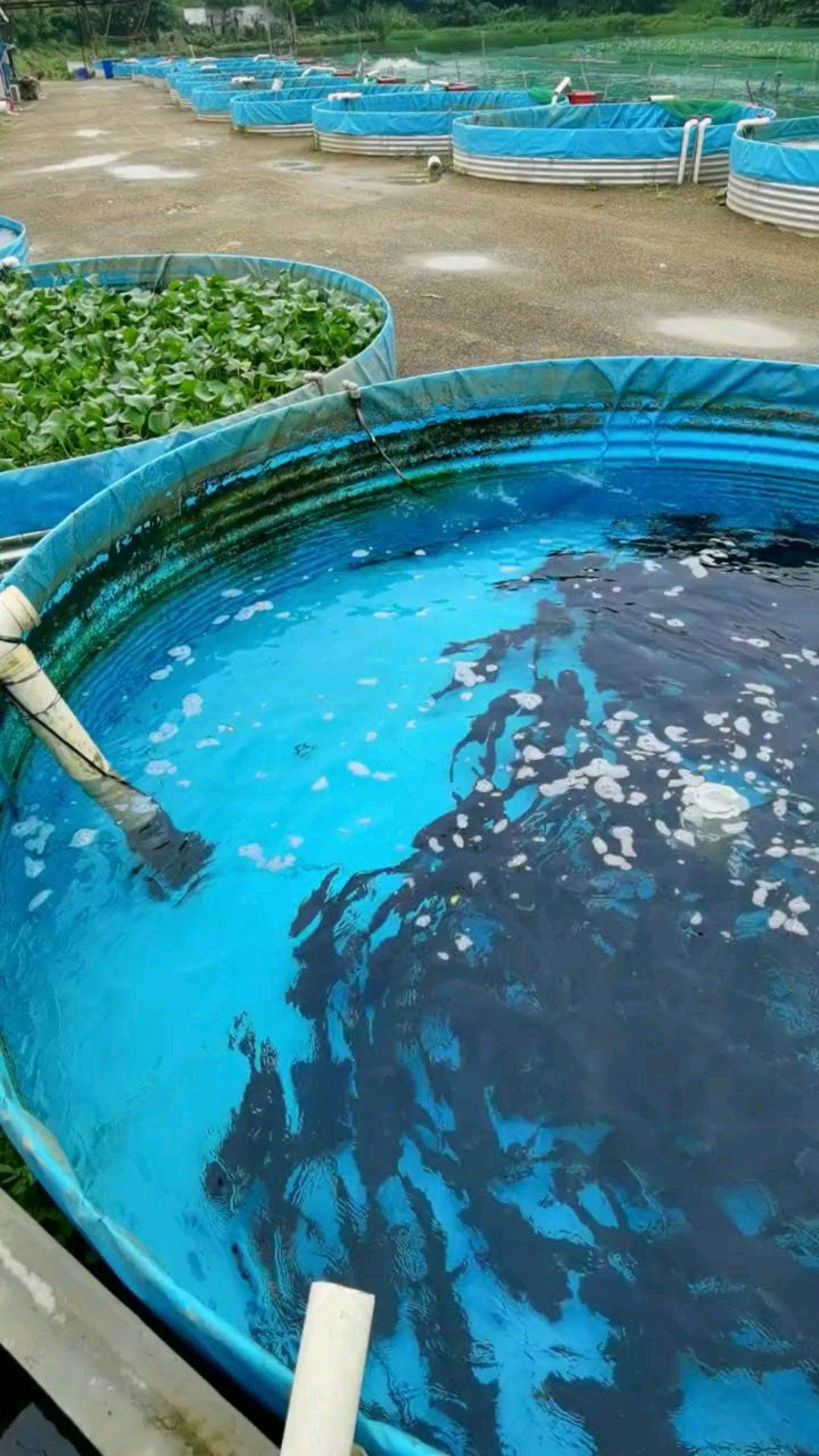 帆布水池建设,高密度养殖,镀锌板帆布池,大圆桶养鱼看下效果如何