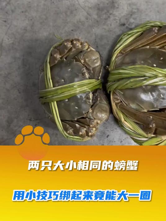 两只大小相同的螃蟹,用小技巧绑起来竟能大一圈