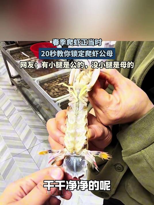 春季爬虾正当时,20秒教你锁定爬虾公母!
