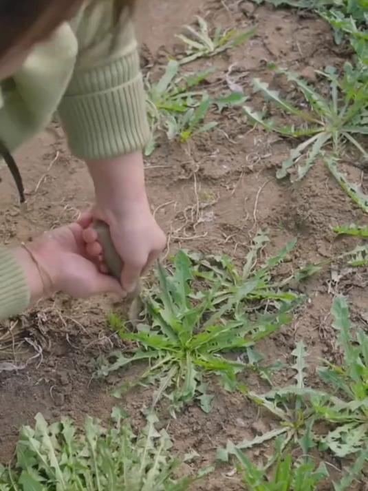 别羡慕别人吃野菜,种蒲公英种子,清甜口感家中来