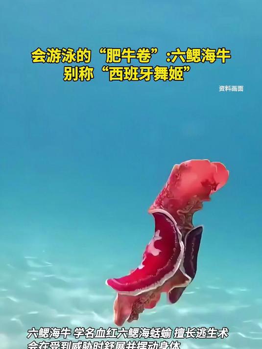 会游泳的“肥牛卷” -六鳃海牛,别称“西班牙舞姬”