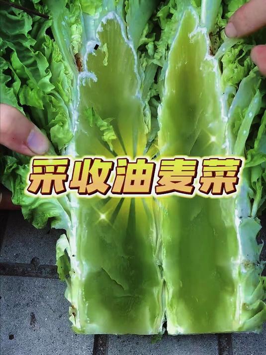 采收巨型油麦菜,长得跟莴笋一样