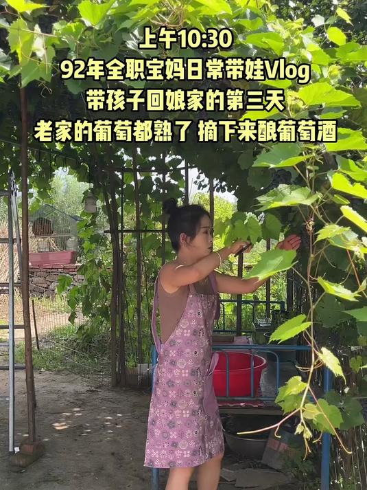 等这一天等了好久了，家里的山葡萄终于是熟透了。赶上好天气，今天准备在家自酿葡萄酒喝，