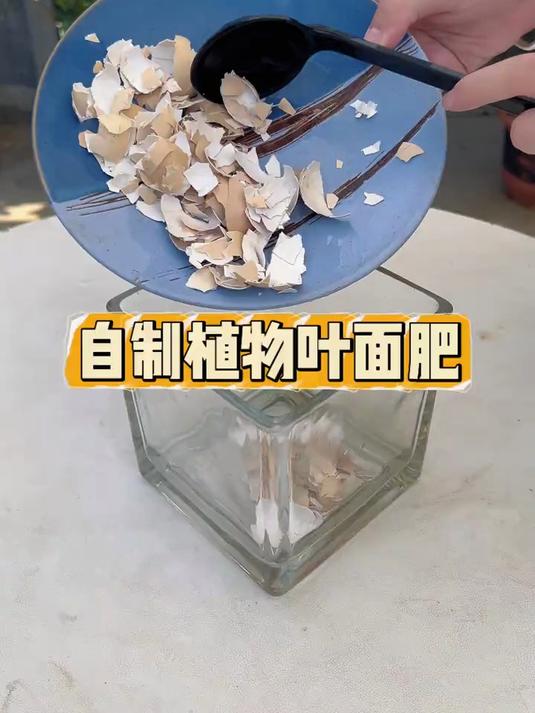 鸡蛋壳可不要再扔了，它可是养花的宝贝