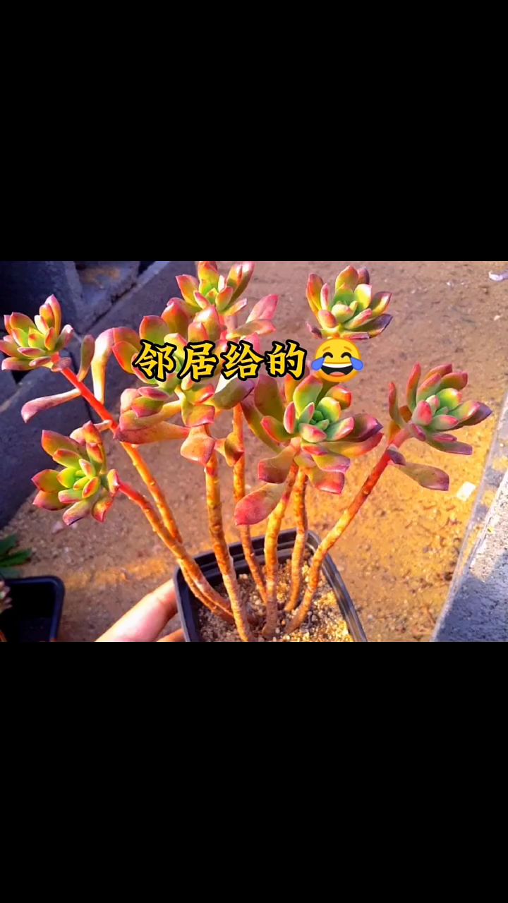 多肉这样的变化过程,才是养肉人的最大心愿吧,才是肉友们想要的