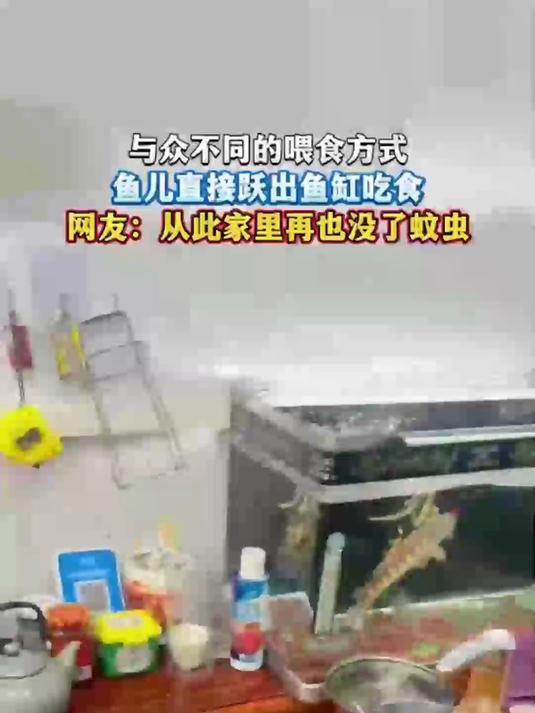 与众不同的喂食方式，鱼儿直接跃出鱼缸吃食，网友：从此家里再也没了蚊虫