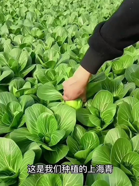 又到了种植上海青菜的季节,能吃一个冬季