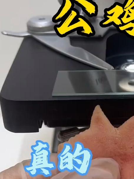 公鸡冠真的能吃吗?