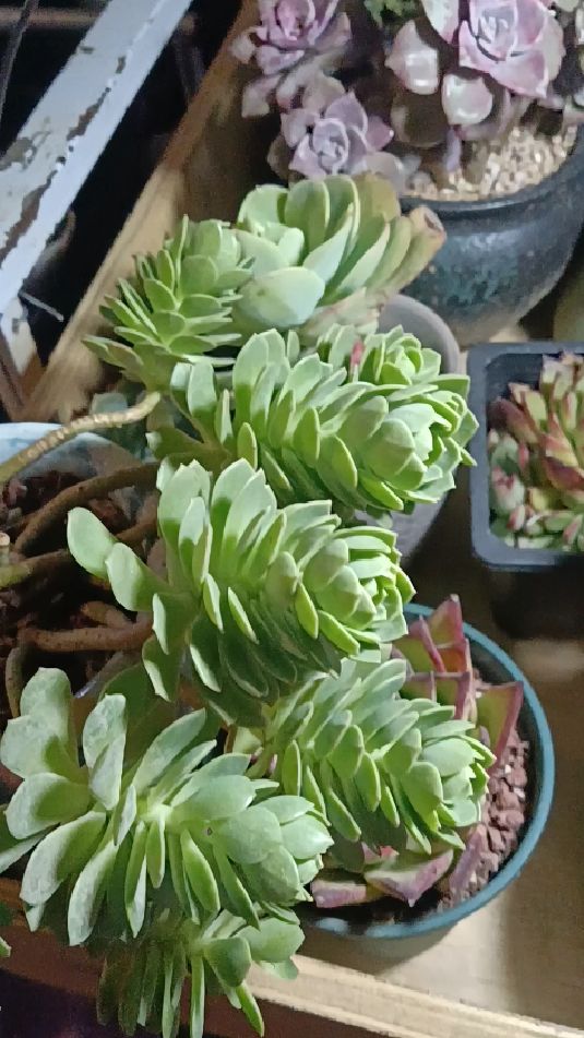 过冬了一定要买几盆花放室内,多肉植物,净化空气新鲜环境,增加生活乐趣让生活更美好