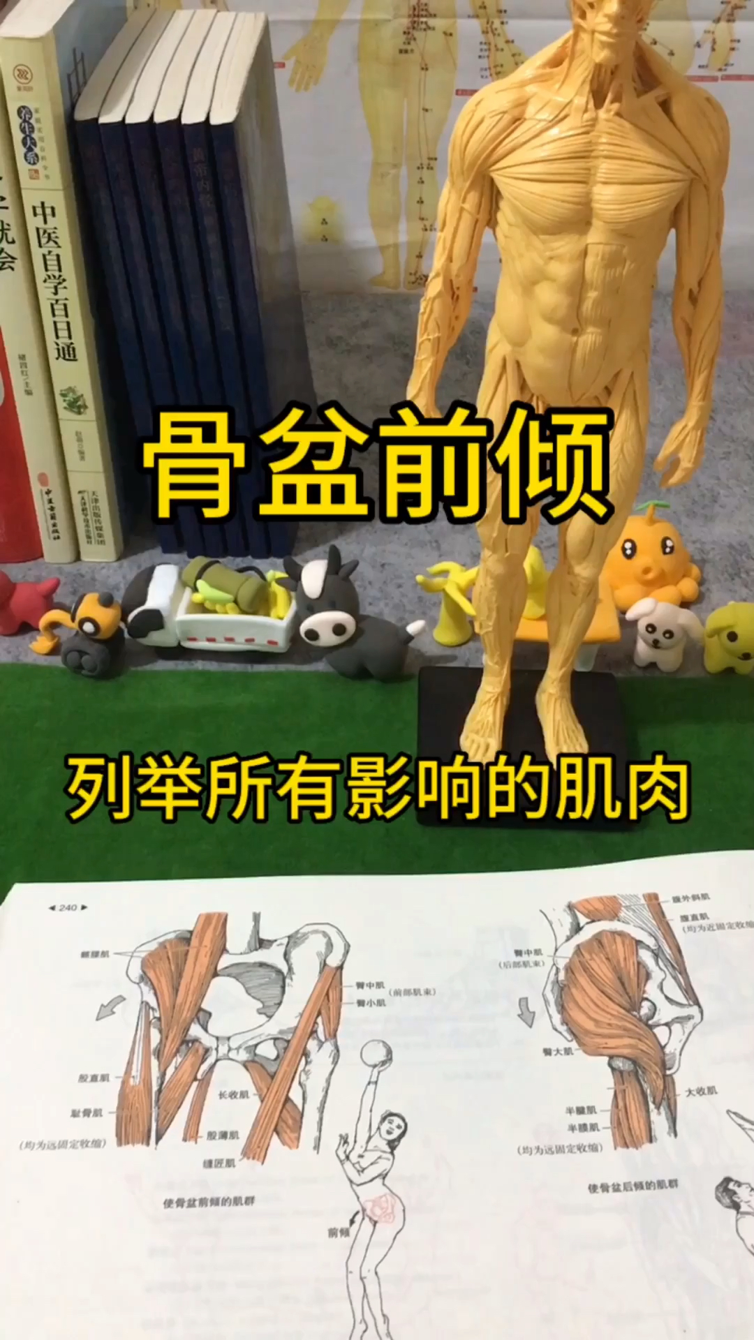 影响骨盆前倾的肌腱,肌肉。逃不过这区域