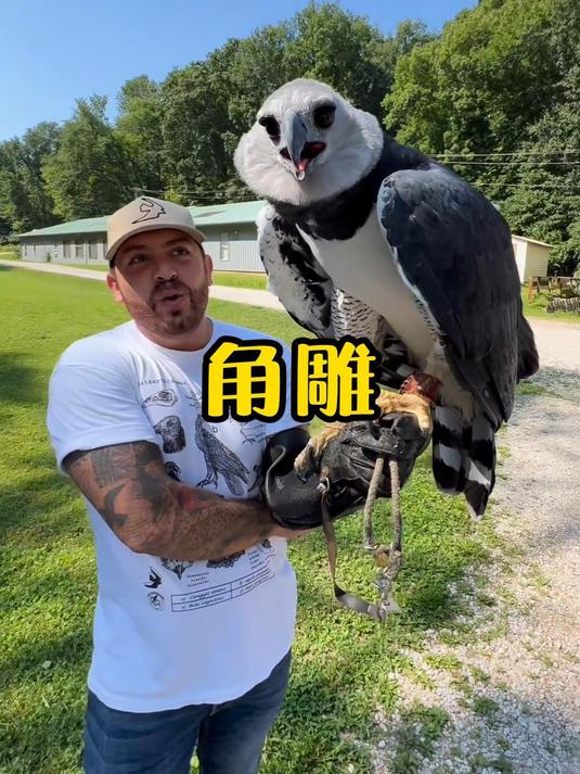 猛禽天花板角雕,抓猴子跟抓小鸡一样!