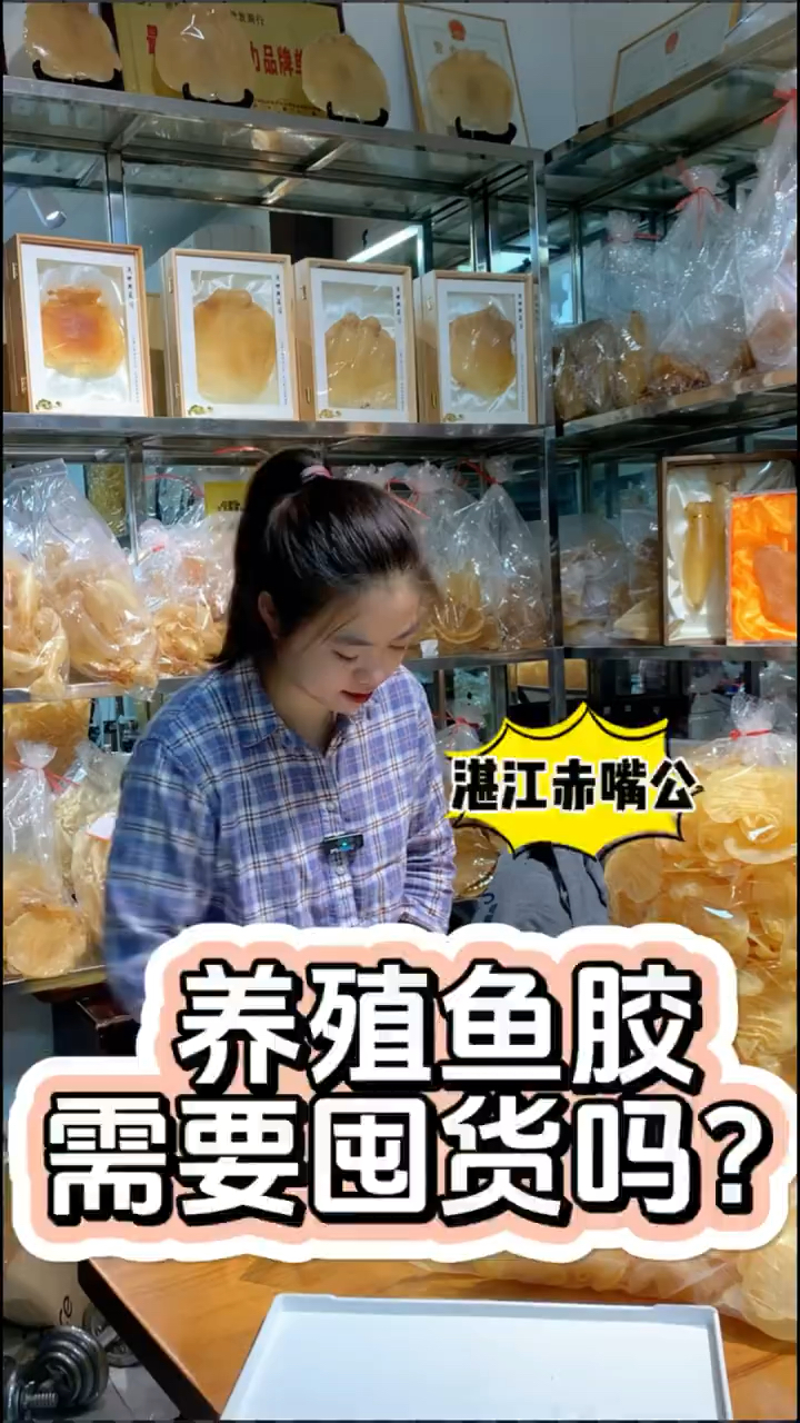 本港湛江赤嘴公值得囤吗?养殖鱼胶有必要囤货吗?