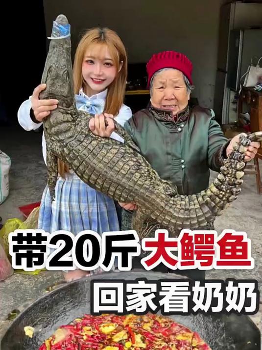 带20斤人工养殖的 大鳄鱼回家看奶奶!