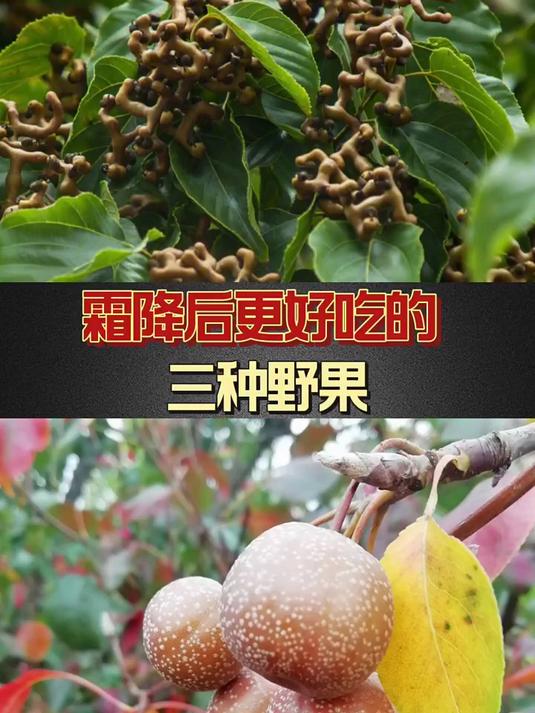 霜降后更好吃的三种野果