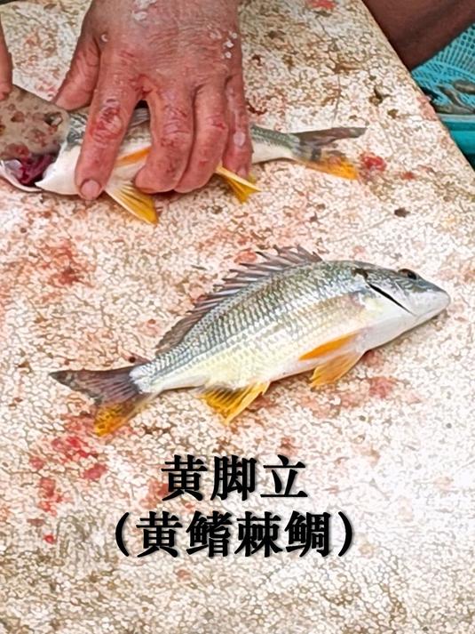 罗非抵过黄脚立,网笼渔获,广州莲花山码头