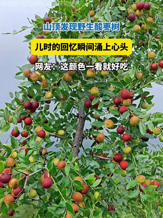 山顶发现野生酸枣树,儿时回忆瞬间涌上心头,这颜色一看就好吃!
