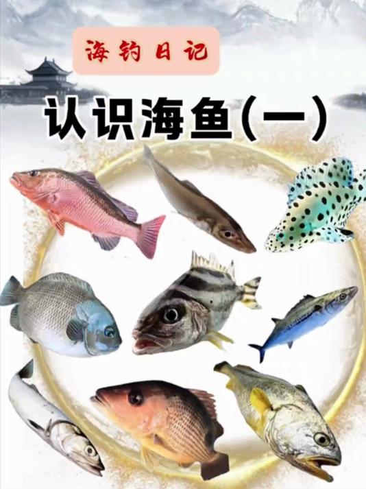 带您认识海鱼！