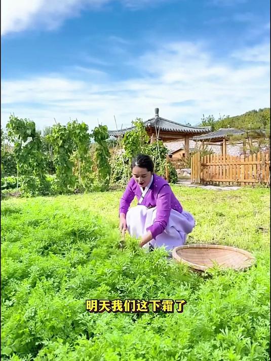 朝鲜族小泡菜拌樱菜