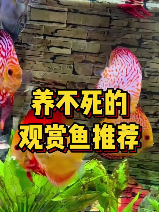 养不死的观赏鱼推荐