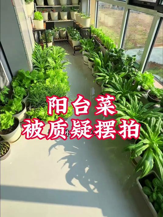 7阳台种菜被质疑摆拍？实拍记录蔬菜生长过程，只要用心打理，小阳台也能收获满满#三农#