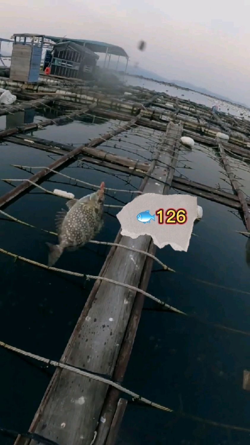 钓鱼人126!扯泥芒鱼,身子扁力气大