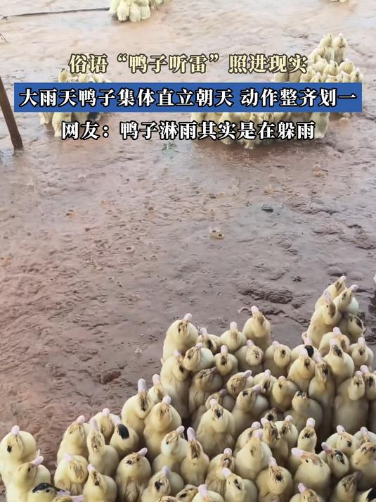 俗语“鸭子听雷”照进现实，大雨天鸭子集体直立朝天