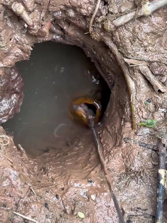 黑科技的鳝鱼钩,伸缩黄鳝钩钓黄鳝神器鳝鱼钩专用精品一体黄鳝钩
