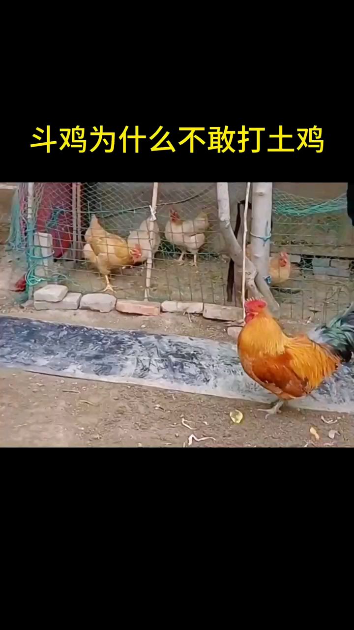 斗鸡为什么不敢打土鸡