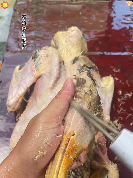 鸡毛鸭毛电动去鸭鹅家禽脱毛机拔毛机拨鸡鸭鹅毛