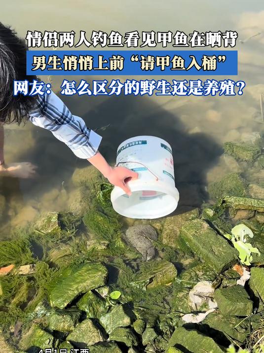 情侣两人钓鱼看见甲鱼在晒背,男生悄悄上前“请甲鱼入桶”