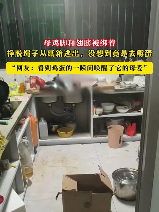 母鸡脚和翅膀被绑着,挣脱绳子从纸箱逃出,没想到竟是去孵蛋